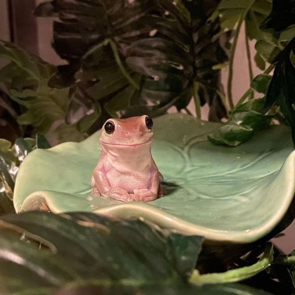 Meet your Posher, Salvina - Picture 1 of 1